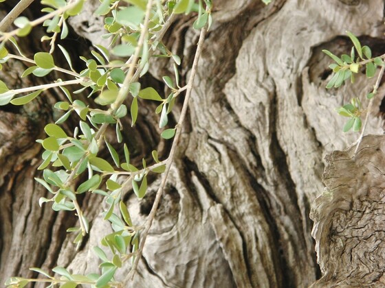 alter Olivenbaum auf Sardinien